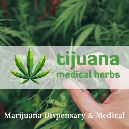 Tijuana - Marijuana Dispensary & Medical WordPress Theme - Nulled Download - EmpireGPL